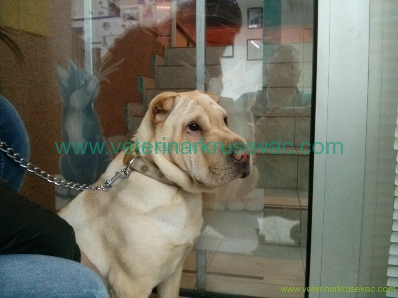 Entropium psa -Šar pei posle operacije