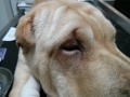 Entropium psa -Šar pei neposredno  posle operacije